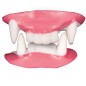 Dientes vampiro o dracula dobles