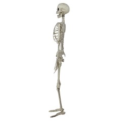 Esqueleto 90 cms halloween-Tus Disfraces baratos