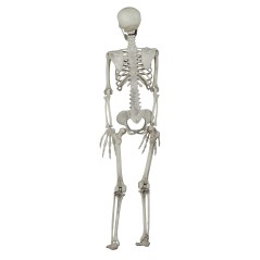 Esqueleto 90 cms halloween-Tus Disfraces baratos