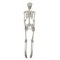 Esqueleto 160 cms halloween