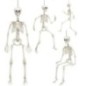 Esqueleto humano articulado posable 90 cm 04874