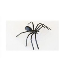 Araña plastico pequeña negra 8435525835783 6sa